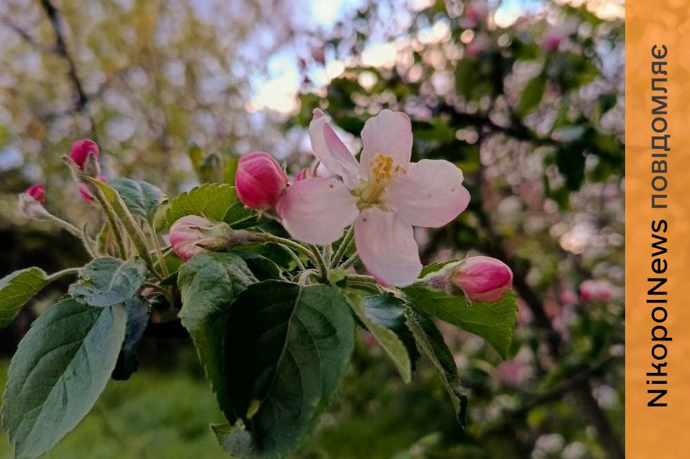 погода у Нікополі 24 квітня 3