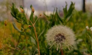 погода у Нікополі 29 квітня 2