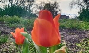 погода у Нікополі