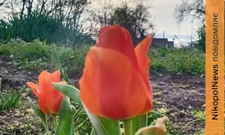 погода у Нікополі