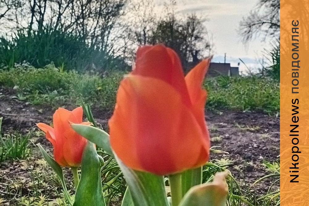 Хмарно з проясненнями: погода у Нікополі 13 квітня 1 погода у Нікополі