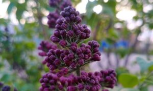 погода у Нікополі