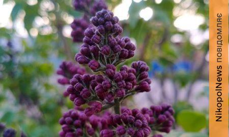 погода у Нікополі