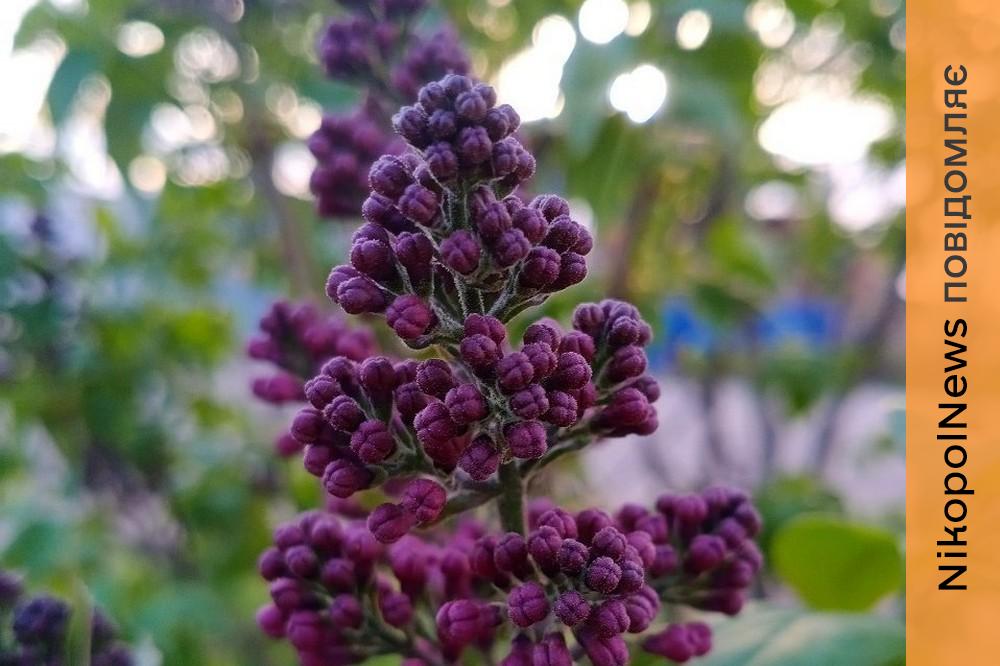 Очікується дрібний дощ: погода у Нікополі 18 квітня 1 погода у Нікополі