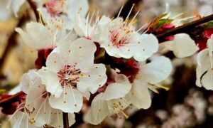 погода у Нікополі 6 квітня