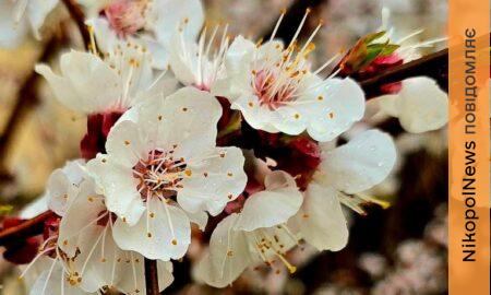 погода у Нікополі 6 квітня