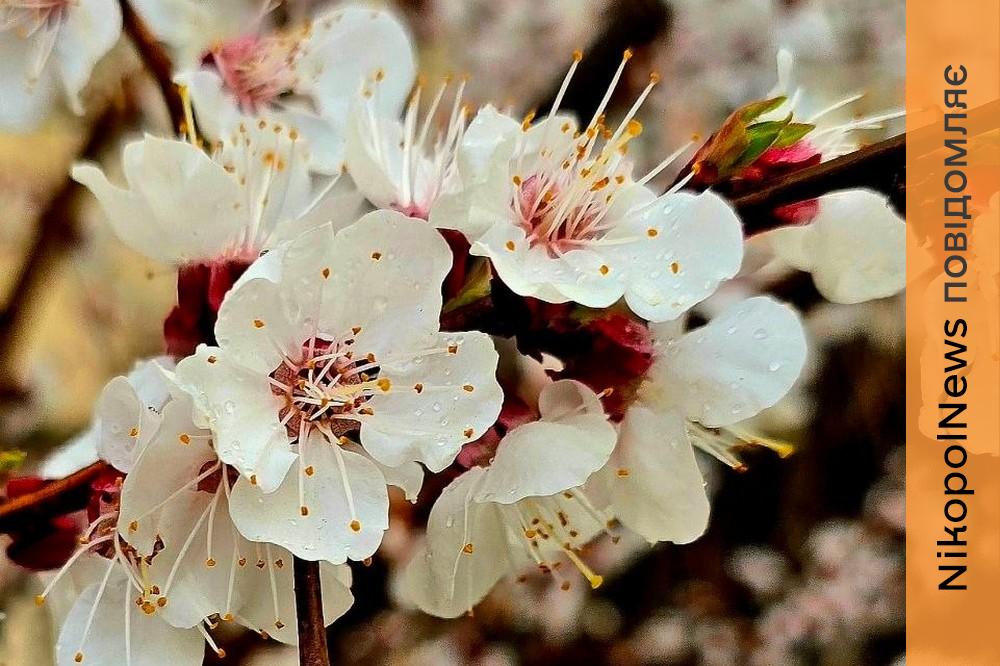 Ввечері можливий дощ: погода у Нікополі 6 квітня 1 погода у Нікополі 6 квітня