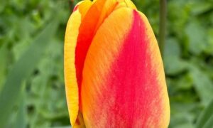 погода у Нікополі