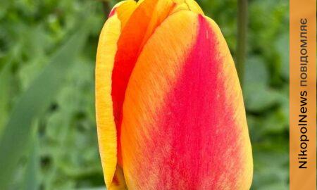 погода у Нікополі