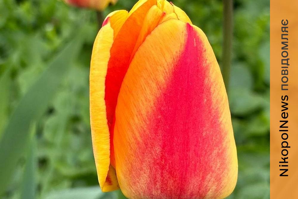 погода у Нікополі