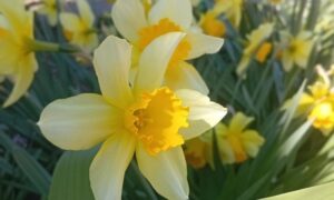 погода у Нікополі 2