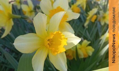 погода у Нікополі 2