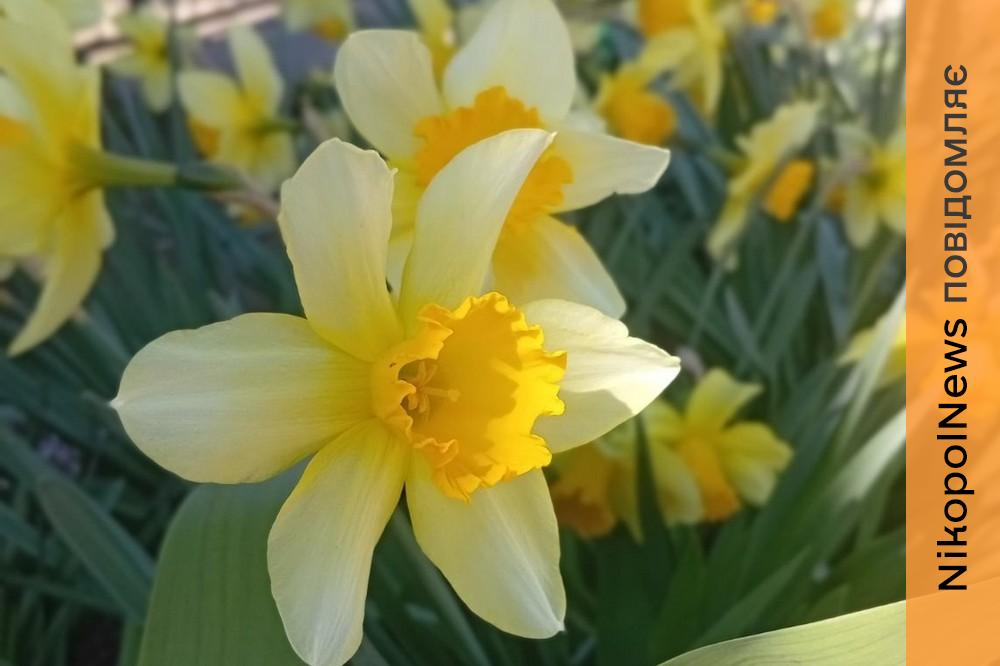 Очікуються заморозки: якою буде погода у Нікополі 7 квітня 1 погода у Нікополі 2