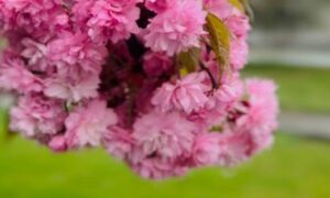 погода у Нікополі 2