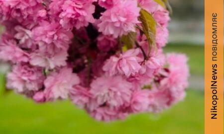 погода у Нікополі 2