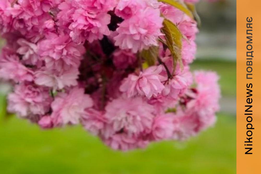 Очікуються заморозки на поверхні грунту, можливий дощ: якою буде погода у Нікополі 20 квітня 1 погода у Нікополі 2