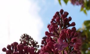 погода у Нікополі 2