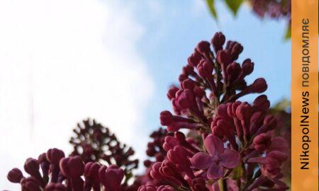 погода у Нікополі 2