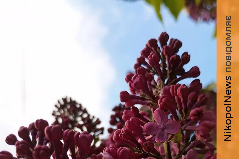 погода у Нікополі 2