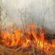 Штраф від 3060 до 6120 гривень: жителів Нікопольщини закликали не спалювати суху траву 2 жителів Нікопольщини закликали не спалювати суху траву 2