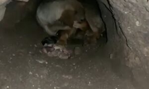 Цуценят зі спаленої будки у Покрові знайшли живими! (відео)