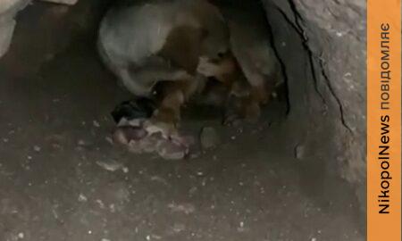 Цуценят зі спаленої будки у Покрові знайшли живими! (відео)
