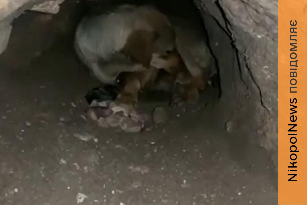 Цуценят зі спаленої будки у Покрові знайшли живими! (відео)