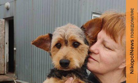 5 собак з Нікополя знайшли нові родини у квітні
