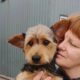 5 собак з Нікополя знайшли нові родини у квітні