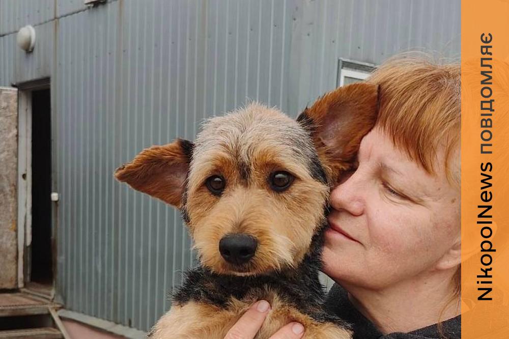 5 собак з Нікополя знайшли нові родини у квітні