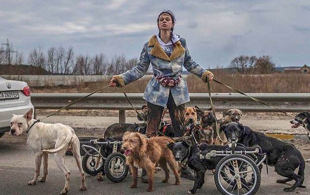 Як родина з Нікополя врятувала знаменитих собак з Ірпіня