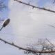 Ще 6 млн грн на сітки у Нікополі проведено тендер, що відомо