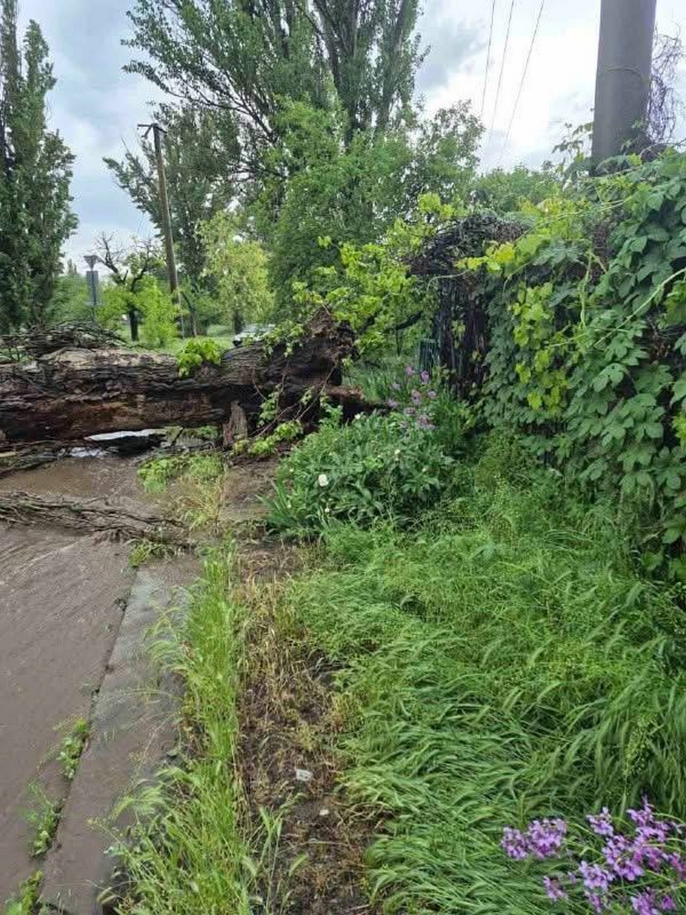 буревій у покрові (5)