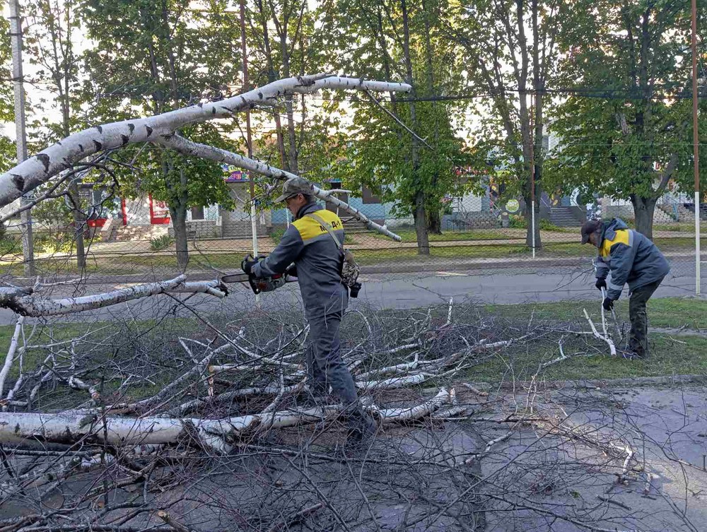дерева 1