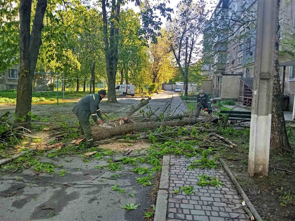 дерева 11