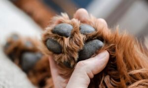 Пекельний злочин у Покрові: цуценята загинули у вогні через підпал-соцмережі (відео моменту підпалу)