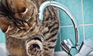 Попередили про відключення води у Марганці 26 травня: адреса