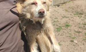 Врятовані й знову вдома: у Нікополі двоє собак пережили жорстокість і знайшли турботу