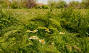 Хмарно і дощ: погода у Нікополі 31 травня