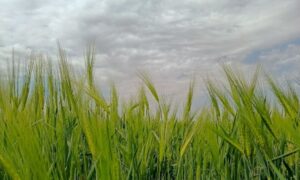 погода у Нікополі