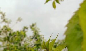 погода у Нікополі