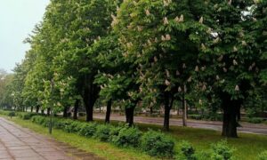 погода у Нікополі 17 травня