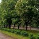 погода у Нікополі 17 травня