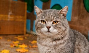 у Нікополі для кота шукають люблячу родину