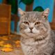 у Нікополі для кота шукають люблячу родину
