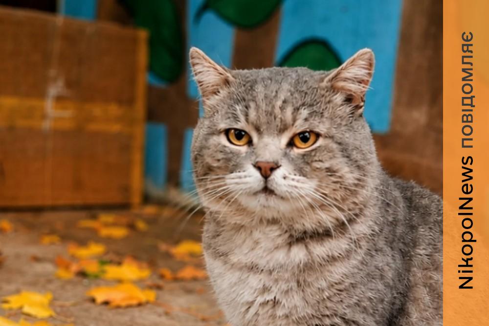 у Нікополі для кота шукають люблячу родину