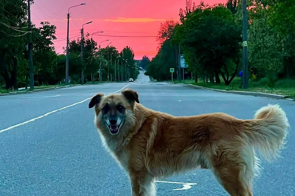 у Нікополі 3