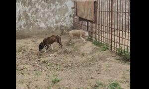 у нікополі