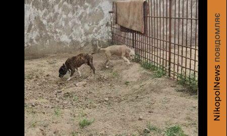у нікополі