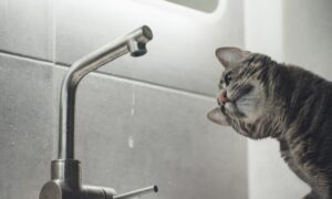 Аварія: у Нікополі 9 травня відключили воду ще в одному районі